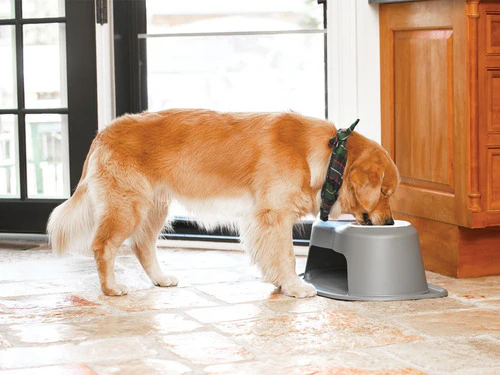 Sistema De Alimentación Alto De 6 Para Mascotas - Image 3